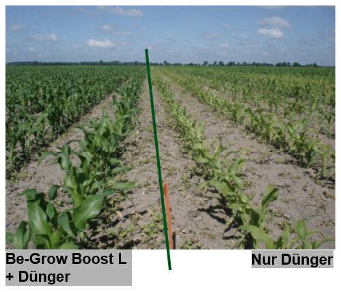 Be-Grow Boost L